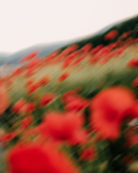 qualitity time with my sis // poppy #poppy #mohnfeld #shoot #light #portraitphotography #moment #nature #mohn #moments_in_visuals White Poppy Aesthetic, Blurry Flowers, Poppy Aesthetic, Poppy Photo, Field Of Poppies, Dorothy Gale, Pink Poppy, White Poppy, Pink Poppies