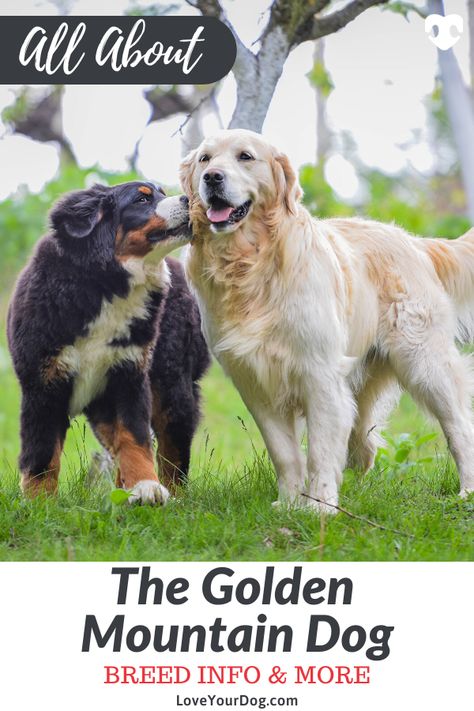 Bernese Mountain Dog Golden Retriever, Bernese Mountain Dog Funny, Golden Mountain Dog, Mountain Doodle, Bernese Mountain Dog Mix, Vision Journal, Mountain Dog Breeds, Dream Ranch, Dog Golden Retriever