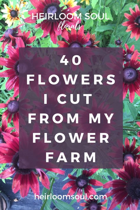 Flower Hill Farm, Flower Farm Names, Cut And Come Again Flowers, Starting A Flower Farm, Flower Farm Ideas, Flower Farm Layout, Best Cut Flowers To Grow, Flower Farm Business, Cut Flower Garden Layout