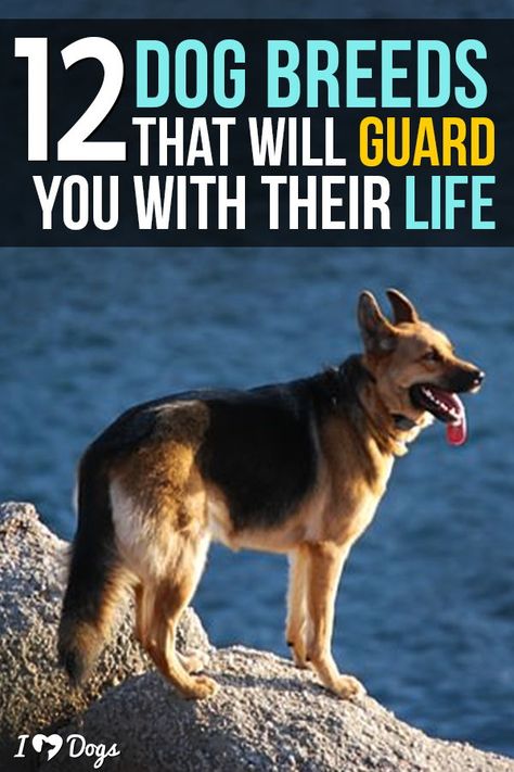 Best Livestock Guard Dogs, Personal Protection Dog Training, Dog Protecting Owner, Protective Family Dogs, Jarman Safed Dog, Farm Dogs Breeds, Cake Measurements, Best Guard Dog Breeds, American Alsatian