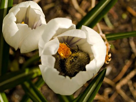 bee in crocus Bee Butts, Foto Macro, Bee Artwork, Bee Friendly Garden, Buzz Bee, Northern Norway, I Love Bees, Up Pictures, Crocus Flower