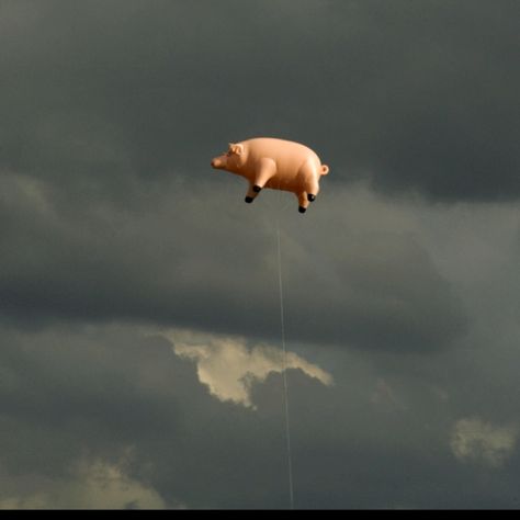 When pigs fly Amazing Illusions, Portfolio Aesthetic, Pigs Flying, Flying Pigs Art, 3 Pigs, Storm Thorgerson, Flying Pigs, When Pigs Fly, Spring Lambs