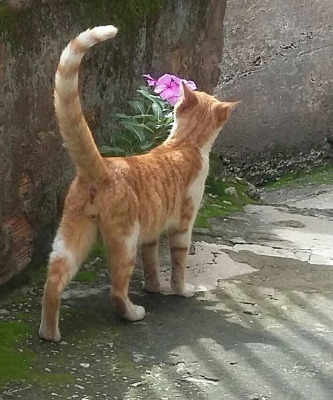 Cat From Back View, Standing Cat, Cat Reference, Cat Pose, Pola Sulam, Cat Photography, Warrior Cat, Ginger Cats, Animal Sketches