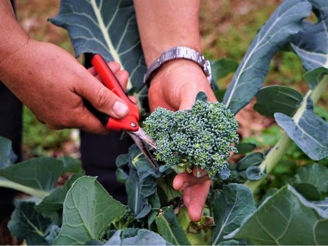 Harvesting Broccoli, Fall Garden Planting, Pruning Hydrangeas, Growing Strawberries, Food Business, Better Homes And Garden, Growing Roses, Plant Cuttings, Vegan Protein