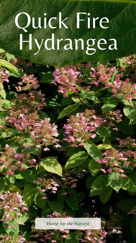 Quick Fire Hydrangea Tree, Fire And Ice Hydrangea, Quick Fire Hydrangea Landscaping, Hydrangea Quickfire, Firelight Hydrangea, Quick Fire Fab Hydrangea, Quickfire Hydrangea, Little Quick Fire Hydrangea, Quick Fire Hydrangea