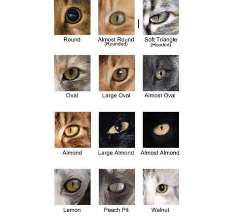 Cat Pupils Meaning, Cat Face Theory, Cat Genetics, Cat Pupils, Different Types Of Eyes, Different Types Of Cats, Cat References, Face Angles, Anatomy Practice