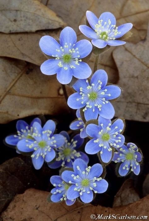 Hepatica Flower, Nature Photography Tips, نباتات منزلية, Flowers Growing, Spring Wildflowers, Have Inspiration, Flowers Beautiful, Delphinium, Exotic Flowers