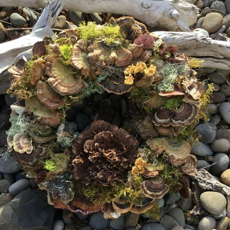 Mushroom Wreath Diy, Mossy Wreath, Mushroom Wreath, Diy Mushroom, Woodland Wreath, Driftwood Wreath, Turkey Tail Mushroom, Mushroom Crafts, Turkey Tail