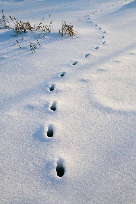 Introduce Annotation: Track footprints in snow Animal Tracks In Snow, December Moon, Coyote Tracks, Deer Tracks, Mother Pictures, Deer Pictures, Animal Tracks, Garden Animals, Winter Magic