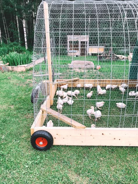 Chicken Run Portable, Chicken Coop Ideas Backyard Diy, Meat Chickens Tractor, Diy Meat Bird Coop, Chicken Run Around The Garden, Diy Meat Chicken Coop, Movable Chicken Coupe Diy Plans, Chicken Tractor Ideas For Meat Birds, Chicken Run Ideas Diy Simple