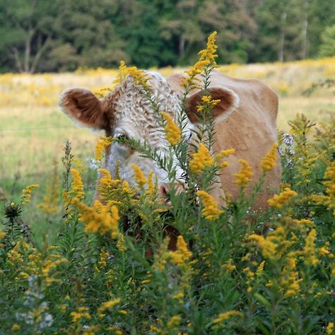 Elsie ... British Country, Farms Living, Down On The Farm, Country Side, A Cow, Rural Life, Country Farm, Mellow Yellow, Country Cottage