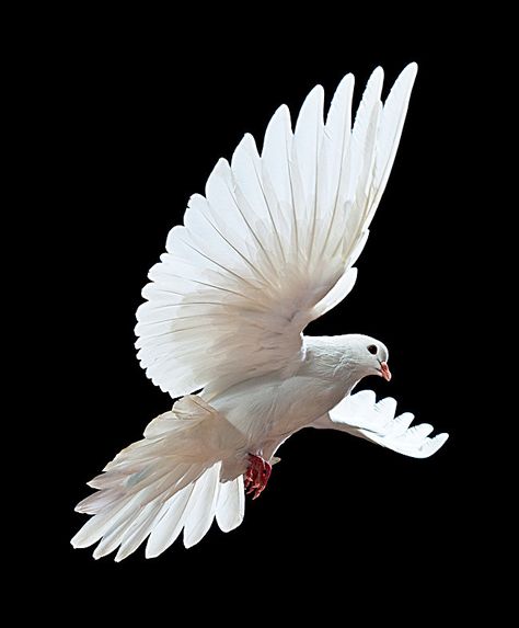 White Bird Feather Wildlife background Dove Flying, Dove Images, Dove Tattoos, Dove Pictures, Bird Flying, Dove Bird, White Dove, Bird Wings, White Doves