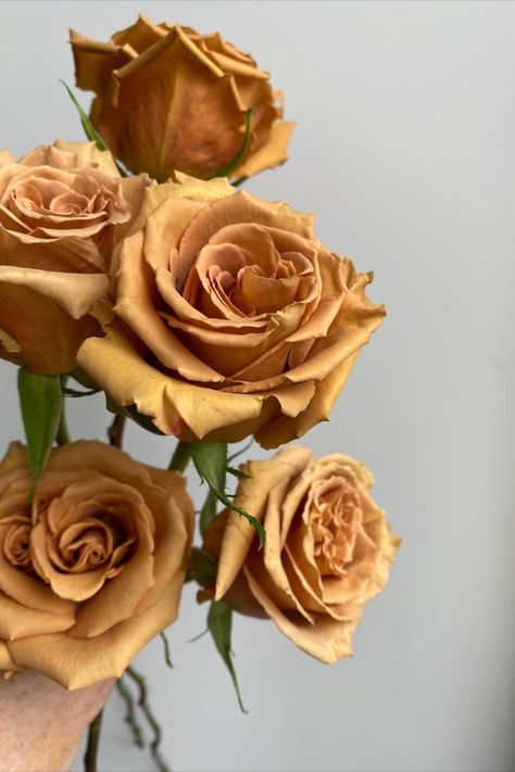 A beautiful golden mustard yellow rose with a brownish undertone. The perfect shade for a fall wedding! Golden Yellow Roses, Dusty Yellow Aesthetic, Golden Mustard Rose, Mustard Aesthetic, Toffee Rose, Mustard Wedding, Gold Dipped Rose, Flower Foliage, Golden Roses