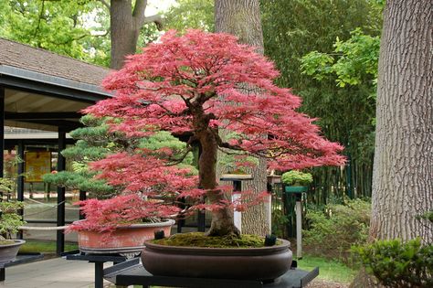 Bonsai Japanese maple - These are a New York apartment delight. Japanese Maple Bonsai, Japanese Bonsai Tree, Maple Bonsai, Bonsai Tree Types, Bonsai Tree Care, Indoor Bonsai Tree, Plantas Bonsai, Bonsai Styles, Japanese Bonsai