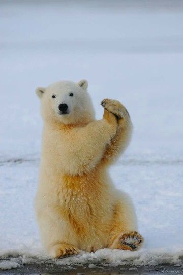 Bear Spiritual Meaning, Pola Bear, Alaska Life, Bear Totem, Product To Sell, Dream Meaning, White Polar Bear, Bear Images, Animal Symbolism