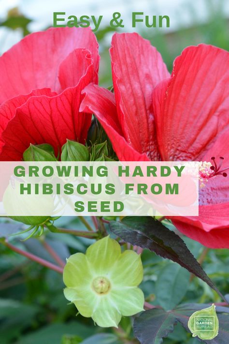 Growing Hibiscus, Hardy Hibiscus, Hibiscus Plant, Plant Tags, Gardening 101, Pollinator Garden, Gardening Advice, Tree Care, Flowering Shrubs