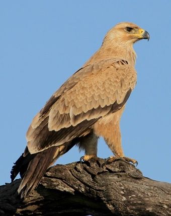 Tawny Eagle, Eagle Jewelry, Pasta Das, Bird Reference, Nature Reference, Eagles Sweatshirt, Eagles Hoodie, Eagles Shirt, Raptors Bird