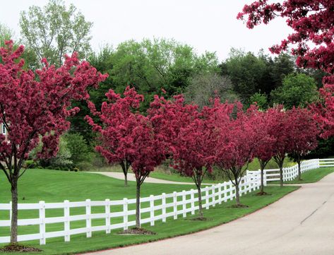 https://flic.kr/p/9KdQgf | Flowering trees & white fence | They go together well, I think. Happy Fence Friday! Acreage Landscaping, Landscaping Along Fence, Tree Lined Driveway, White Fence, Driveway Landscaping, Farmhouse Landscaping, Farm Fence, White Picket Fence, Garden Shrubs