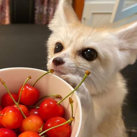 Fenec Foxes Cute, Fenec Foxes, Fennec Fox Cute, Funny Animals Pics, Funny Pet Memes, Zorro Fennec, Fennec Fox Pet, Funny Animated Pictures, Funny Animals Pictures