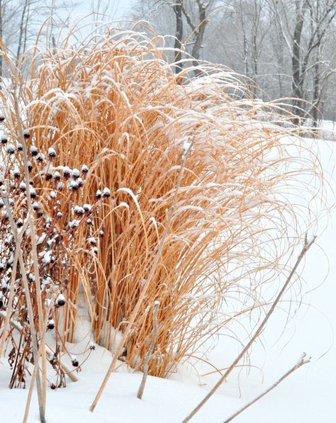 A Winter Garden Walk - The Creekside Cook Winter Garden Snow, Miscanthus Morning Light, Winter Grass, Garden In Winter, Garden Winter, Backyard Renovations, Love Winter, Winter Plants, Contemporary Art Painting