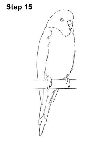 Draw Budgie Parakeet Blue Color 15 Budgie Bird Drawing, Budgie Tattoo, Parakeet Tattoo, Budgie Drawing, Budgie Art, Parakeet Art, Vogel Silhouette, Budgie Parakeet, Budgies Bird