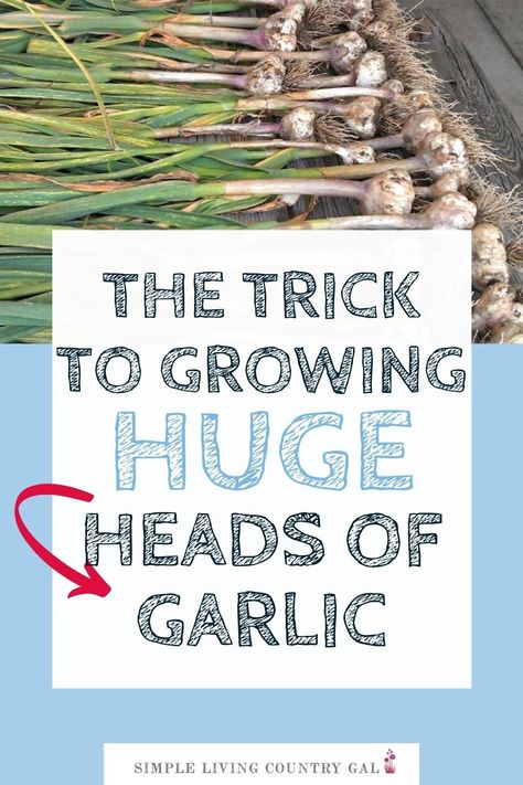 Growing Garlic Inside, Raised Garlic Beds, Plant Garlic In Containers, How Deep To Plant Garlic, Hydroponic Garlic How To Grow, How To Grow Garlic At Home, How Long Does Garlic Take To Grow, Garlic In Raised Beds, Growing Garlic From Cloves In Pots