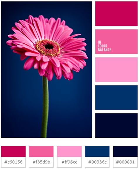 Hot Pink Color Palette, Pink And Blue Color Palette, Pink Color Palette, Elegance Fashion, Peacock Colors, Blue Color Palette, Color Palette Pink, Hot Pink Color, Wood Tones