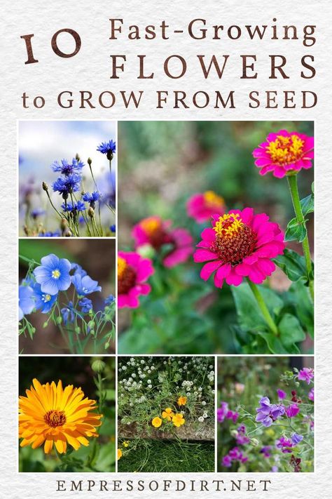 Examples of fast-growing flowers including flax, cornflower, calendula, zinnia, California poppy, and sweet pea. Starting From Seeds Indoors, Easy Plants To Grow From Seed, Easy To Grow Flowers From Seeds, Zone 10 Flowers, Growing Cosmos From Seed, Easy Flowers To Grow From Seed, Easy Cut Flower Garden, Starting Flowers From Seeds Indoors, Easiest Flowers To Grow From Seed