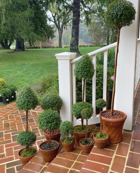 Myrtle Topiary, Indoor Topiary, Live Topiary, Topiary Diy, Blue Interiors, Topiary Plants, Topiary Garden, Front Yard Garden Design, Outside Living