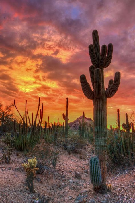 These Arizona skies are unbelievable.... Just wow Arizona Sunrise, Desert Pictures, Desert Aesthetic, Arizona Sunset, Arizona Landscape, Desert Botanical Garden, Desert Life, Southwest Desert, Desert Sunset