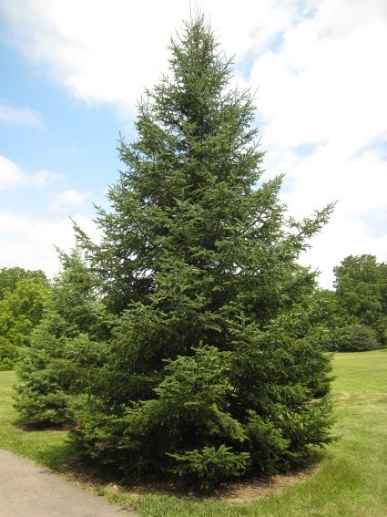 Abies balsamea (Balsam fir tree) Abies Balsamea, Balsam Fir Tree, Balsam Tree, Evergreen Landscape, Balsam Fir, Clay Soil, Fir Tree, Landscape Trees, Trees And Shrubs