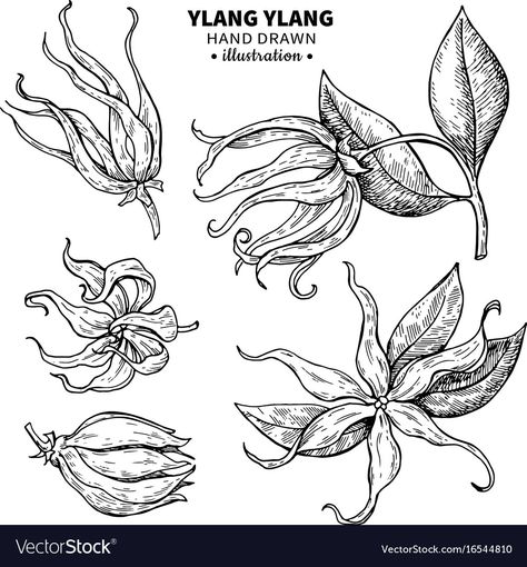 Fragrance Illustration, Tropical Flower Tattoos, Hibiscus Tattoo, Ylang Ylang Flower, Handpoke Tattoo, Forearm Tattoo Women, Ipad Drawings, Motif Batik, Flower Sketches