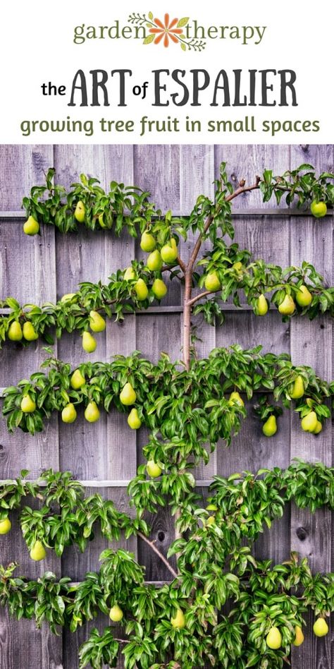 Garden Homestead, Espalier Fruit Trees, Fruit Tree Garden, Fruit Growing, Jardim Diy, Growing Fruit Trees, Veg Garden, Side Garden, Have Inspiration