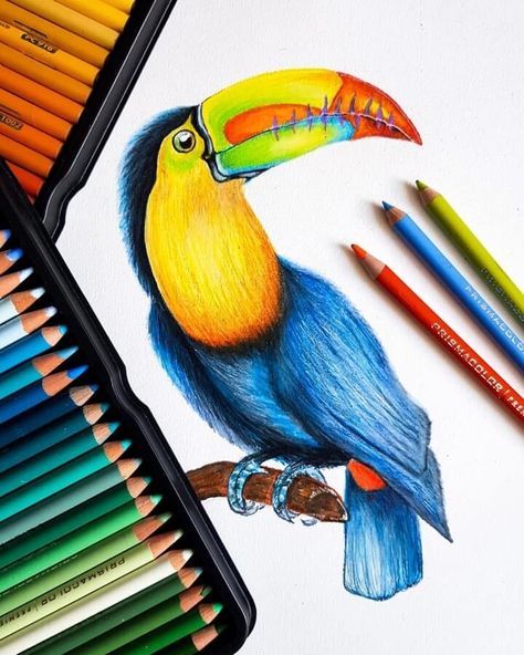 Animal Pencil Drawing Pencil Colours Art Drawings, Pencil Colour Painting, Beautiful Pencil Drawings, Pencil Inspiration, Color Pencil Sketch, Color Pencil Illustration, Pencil Drawings Of Animals, Prismacolor Art, Color Drawing Art