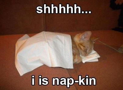 shhh quotes memes animals quote cat pets meme kitten funny animals Sleep Meme, Soft Kitty Warm Kitty, Going To Sleep, Pet Day, Kittens Funny, Funny Cat Memes, Cat Sleeping, Funny Cat Pictures, Funny Cat Videos