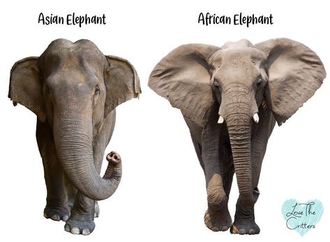 Differences Between Asian and African Elephants - Love The Critters Asian Elephant Tattoo, Seleucid Empire, Types Of Elephants, Elephant Information, Creature Anatomy, Pygmy Elephant, Asiatic Elephant, Animal Concept, Elephant Species