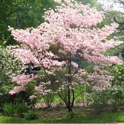 Dogwood Tree Landscaping, Trees For Small Spaces, Pink Dogwood Tree, Small Ornamental Trees, Trees For Front Yard, Garden Escape, Landscaping Around Trees, Pink Dogwood, Garden Vegetables