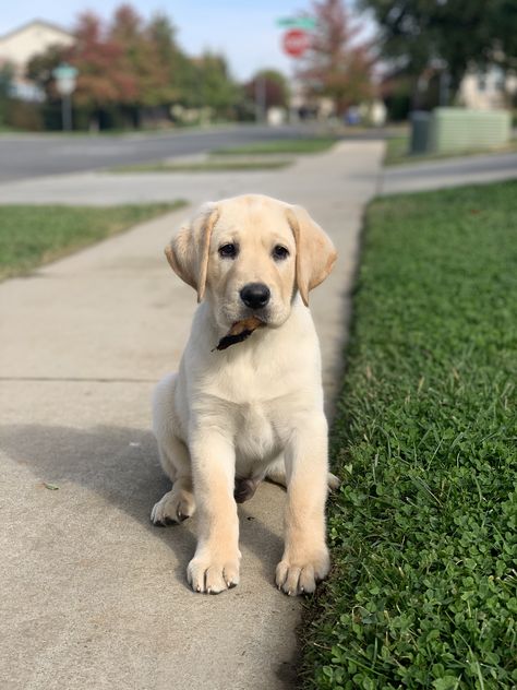 Yellow Labrador Retriever Puppy, White Labrador, Cute Dogs Images, Yellow Labrador Retriever, Me And My Dog, Lab Puppy, Cute Animals Puppies, Very Cute Dogs, Labrador Retriever Puppies