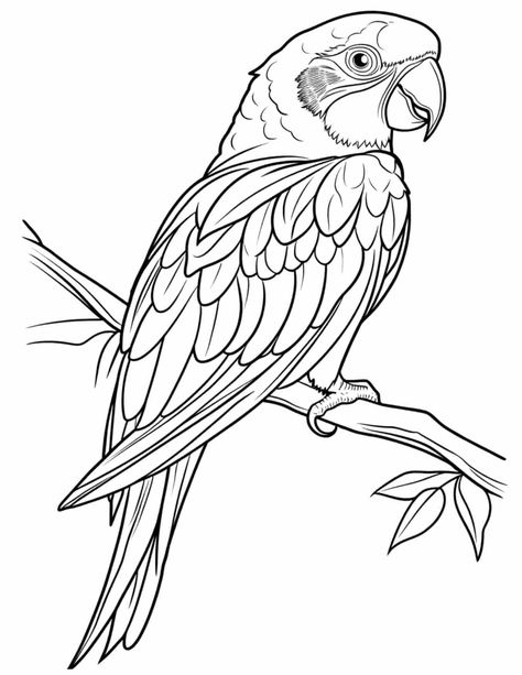 14 Stunning Macaw Bird Coloring Pages (Free PDF Printables) Macaw Coloring Page, Parrot Coloring Page, Bird Coloring Page, Macaw Bird, Drawing Birds, Bird Coloring, Scarlet Macaw, Blue Macaw, Coloring Page For Adults