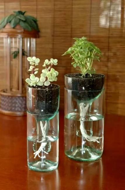 20 Modern Ideas to Recycle Glass Bottles for Interior Decorating Diy Self Watering Planter, Tanaman Air, Old Wine Bottles, Indoor Water Garden, Jardim Diy, Recycled Wine Bottles, Decorating Kitchen, Glass Bottle Diy, Recycled Glass Bottles