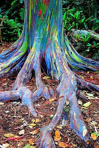 Can you grow a Rainbow Tree in a Container? Can you grow a Rainbow Tree as a Bonsai? We answer all your questions. 🌈 #Rainbow #Trees #Rare Rainbow Trees, Eucalyptus Deglupta, Rainbow Eucalyptus Tree, Rainbow Illustration, Rainbow Eucalyptus, Weird Trees, Eucalyptus Trees, Magical Tree, Rainbow Tree