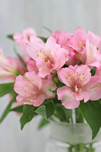 Do-It-Yourself Flower Tips and Inspiration - # 7 - Alstroemeria-Ingrid Henningsson-Of Spring and Summer Pink Alstroemeria, Flower Tips, Floral Design Classes, Flower Places, Flower Identification, Floral Wallpapers, Prom Flowers, Flower Inspiration, Reception Flowers