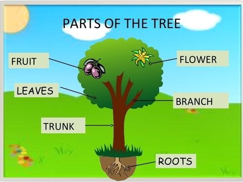 Tree Life Cycle, Preschool Worksheets Free Printables, Reading Body Language, Trees For Kids, Owl Classroom, Alphabet Worksheets Kindergarten, Family Tree Project, English Activities For Kids, Tree Study