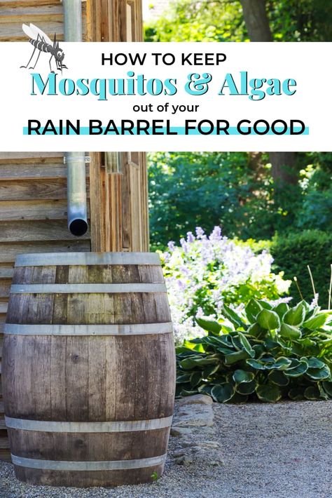 How To Keep Mosquitos Out Of Rain Barrel, Rain Barrel Without Gutters, Rain Saucer Diy, Rain Barrel Gutter System, Water Barrels Rainwater Harvesting, How To Make A Rain Barrel, Catching Rain Water Ideas, Diy Rain Barrel System, Rain Chain Water Collection