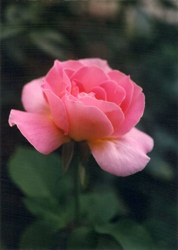 Tiffany Rose, Dream Yard, Hodge Podge, Garden Bulbs, Rose Pictures, Planting Roses, Blooming Rose, Love Rose, Yard Ideas