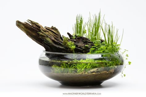 Hydrocotyle Tripartita, Glass Bottle Craft, Mos Wand, Succulent Rock Garden, Small Water Gardens, Wabi Kusa, Succulent Ideas, Taman Air, Fish Tank Terrarium