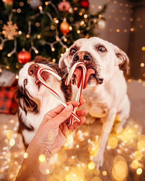 Xmas Dog Pictures, Holiday Photos With Pets, Dog Christmas Lights Photos, Christmas Pictures With Dog Couples, Christmas Inspired Photoshoot, Doggie Christmas Photos, Cute Dog Christmas Card, Kid And Dog Christmas Picture Ideas, Animal Christmas Cards Photo Ideas