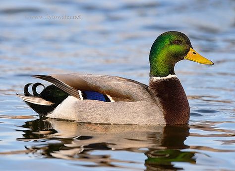 Mallard Drake Duck In Water, Duck Photography, Duck Pictures, Duck Photo, Duck Boat, Duck Art, Duck Decoys, Mallard Duck, A Duck