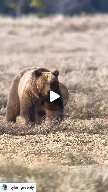 Grizzly Bear 399 on Instagram: "#repost (with permission) @tyler_greenly “This week on tour we encountered @grizzlybear399 several times and this is one of my favorite videos I’ve captured of her. Among grizzlies she is somewhat of an anomaly, having lived to an age most bears never reach and in that time producing a large amount of cubs, all while being visible to the public. In contrast most other grizzlies around Jackson Hole live comparatively hidden lives. It’s believed her age and success as a mother could be a product of her visibility, as she could be using humans as a shield of protection from other bears. It’s unlikely, however, that this wild bear recognizes the extent of her fame and sees the crowds of tourists watching her as part of the landscape and a tool to avoid other bea Grizzly Bear Cub, Wild Bear, Grizzly Bears, Bear Cubs, Grizzly Bear, Jackson Hole, Instagram Repost, The Landscape, A Mother