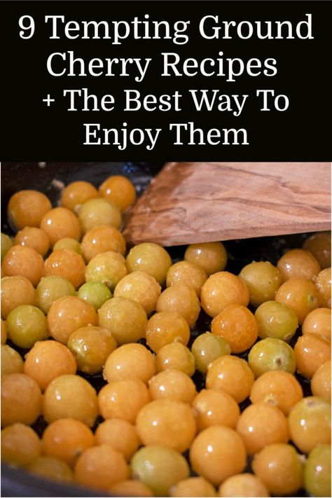 If you're wondering what to do with all of those delicious ground cherries, I've got 9 ways to put them to good use, including the best way to enjoy them. Ground Cherry Tomato Recipes, Ground Cherry Dessert Recipes, Ground Cherry Recipe, Recipes With Ground Cherries, Ground Cherry Crisp, Canning Ground Cherries, Ground Cherry Jam Recipes, Husk Cherry Recipes, Ground Cherry Salsa